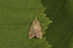 Yellow-spot Tortrix (Pseudargyrotoza conwagana)