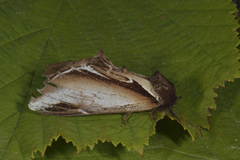 Bjørketannspinner (Pheosia gnoma)