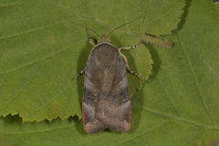 Lesser Broad-bordered Yellow (Noctua janthe)