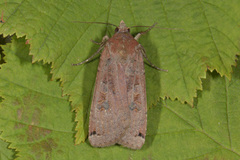 Large Yellow Underwing (Noctua pronuba)