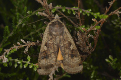 Large Yellow Underwing (Noctua pronuba)