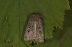 Krattfly (Graphiphora augur)