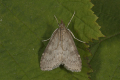 Dusky Pearl (Udea prunalis)