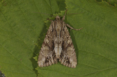 Stort engfly (Apamea monoglypha)