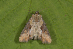 Double Lobed (Lateroligia ophiogramma)
