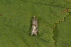 Small Birch Bell (Epinotia ramella)