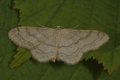 Vinkelengmåler (Idaea aversata)