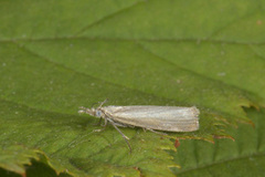 Garden Grass-veneer (Chrysoteuchia culmella)