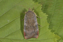 Lesser Broad-bordered Yellow (Noctua janthe)