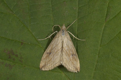 Garden Pebble (Evergestis forficalis)