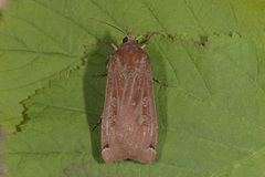 Large Yellow Underwing (Noctua pronuba)