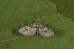Double-striped Pug (Gymnoscelis rufifasciata)