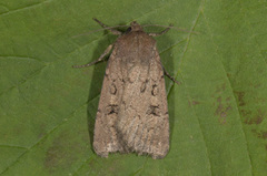 Krattfly (Graphiphora augur)