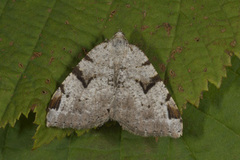The V-Moth (Macaria wauaria)