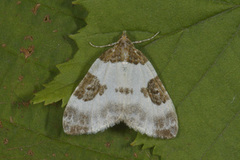 Blue-bordered Carpet (Plemyria rubiginata)