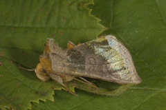 Burnished Brass (Diachrysia chrysitis)