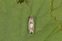 Small Birch Bell (Epinotia ramella)