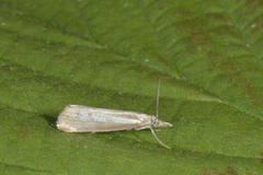 Garden Grass-veneer (Chrysoteuchia culmella)