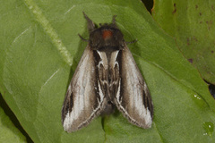 Bjørketannspinner (Pheosia gnoma)