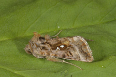 Beautiful Golden Y (Autographa pulchrina)