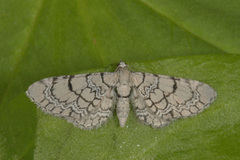 Marmordvergmåler (Eupithecia venosata)