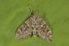 Spruce Carpet (Thera variata)