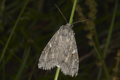 Great Brocade (Eurois occulta)