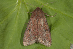 Rødt fjellengfly (Apamea schildei)