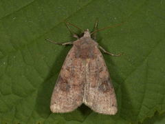 Dotted Clay (Xestia baja)