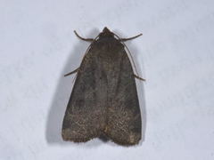 Lesser Yellow Underwing (Noctua comes)
