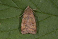Ingrailed Clay (Diarsia mendica)