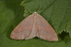 Barred Red (Hylaea fasciaria)