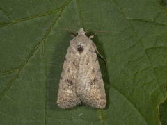 Brunt urtefly (Caradrina morpheus)