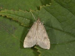 Dusky Pearl (Udea prunalis)