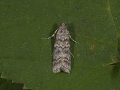 Dark Pine Knot-horn (Dioryctria abietella)