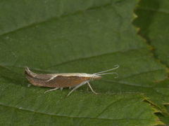 Honeysuckle Moth (Ypsolopha dentella)