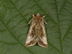 Plain Golden Y (Autographa jota)
