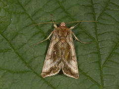 Rødbrunt metallfly (Autographa jota)