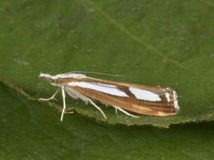 Treflekket nebbmott (Catoptria permutatella)