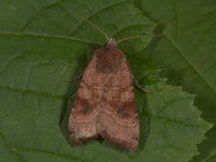 Barred Chestnut (Diarsia dahlii)