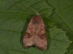 Augustteglfly (Diarsia dahlii)