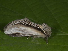 Seljetannspinner (Pheosia tremula)