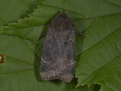 Lesser Yellow Underwing (Noctua comes)