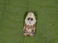 Marmorflatvikler (Acleris variegana)