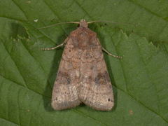 Dotted Clay (Xestia baja)