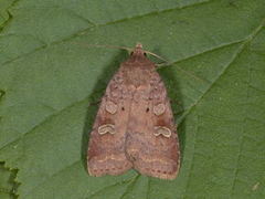 Barred Chestnut (Diarsia dahlii)