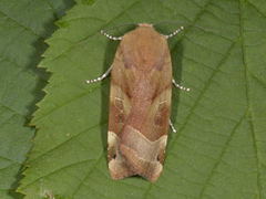 Broad-bordered Yellow Underwing (Noctua fimbriata)