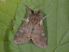 Iron Prominent (Notodonta dromedarius)