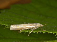 Common Grass-veneer (Agriphila tristella)