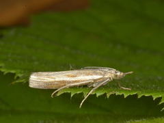 Okernebbmott (Agriphila tristella)